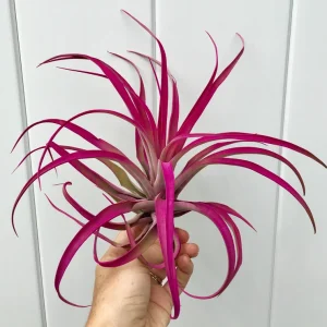 Large Pink Capitata Air Plant Live Plant - Easy Care Tillandsia - Image 2