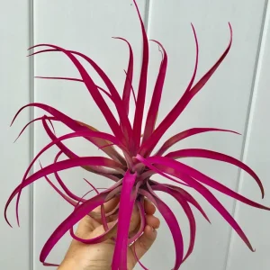 Large Pink Capitata Air Plant Live Plant - Easy Care Tillandsia - Image 3