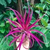 Large Pink Capitata Air Plant Live Plant - Easy Care Tillandsia - Image 1