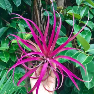 Large Pink Capitata Air Plant Live Plant - Easy Care Tillandsia - Image 1