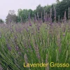 Lavender Grosso Live Plant - Lavandula x intermedia - Fragrant Perennial Herb Starter - Outdoor - Image 1