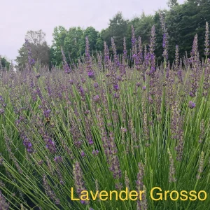 Lavender Grosso Live Plant - Lavandula x intermedia - Fragrant Perennial Herb Starter - Outdoor - Image 1