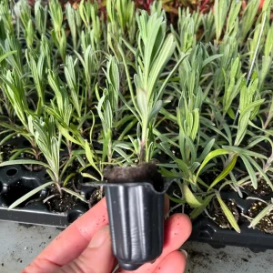 Lavender Grosso Live Plant - Lavandula x intermedia - Fragrant Perennial Herb Starter - Outdoor - Image 3