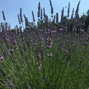 Lavender Grosso Live Plant - Lavandula x intermedia - Fragrant Perennial Herb Starter - Outdoor - Image 4