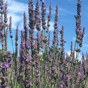 Lavender Grosso Live Plant - Lavandula x intermedia - Fragrant Perennial Herb Starter - Outdoor - Image 5