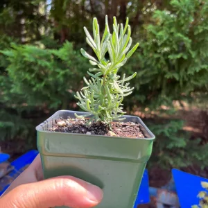 Lavender Live Plant - Fragrant Aromatic Herb, 3.25 inch Pot, Outdoor - Image 10