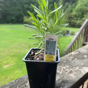 Lavender Live Plant - Fragrant Aromatic Herb, 3.25 inch Pot, Outdoor - Image 2