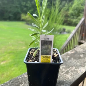 Lavender Live Plant - Fragrant Aromatic Herb, 3.25 inch Pot, Outdoor - Image 3