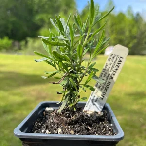Lavender Live Plant - Fragrant Aromatic Herb, 3.25 inch Pot, Outdoor - Image 4