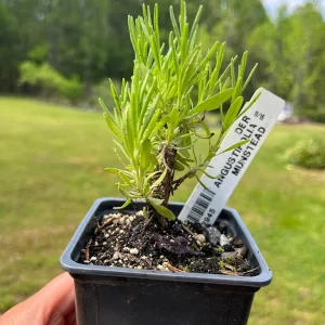 Lavender Live Plant - Fragrant Aromatic Herb, 3.25 inch Pot, Outdoor - Image 5