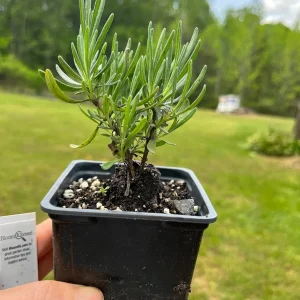 Lavender Live Plant - Fragrant Aromatic Herb, 3.25 inch Pot, Outdoor - Image 7