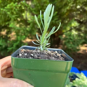 Lavender Live Plant - Fragrant Aromatic Herb, 3.25 inch Pot, Outdoor - Image 9