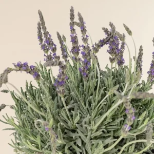 Lavender Live Plants – Set of 2 – 3-6