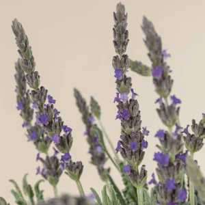 Lavender Live Plants – Set of 2 – 3-6