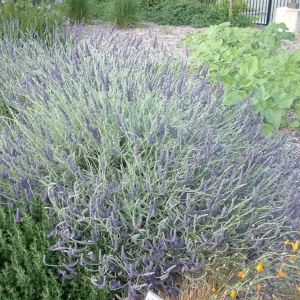 Lavender Live Plants – Set of 2 – 3-6