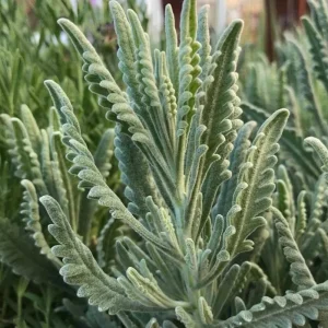 Lavender Live Plants – Set of 2 – 3-6