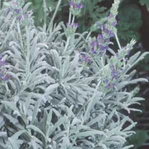 Lavender Live Plants – Set of 2 – 3-6
