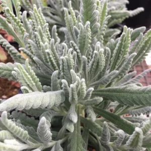 Lavender Live Plants – Set of 2 – 3-6