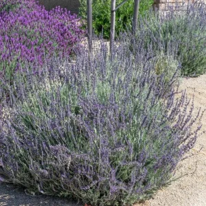 Lavender Live Plants – Set of 2 – 3-6