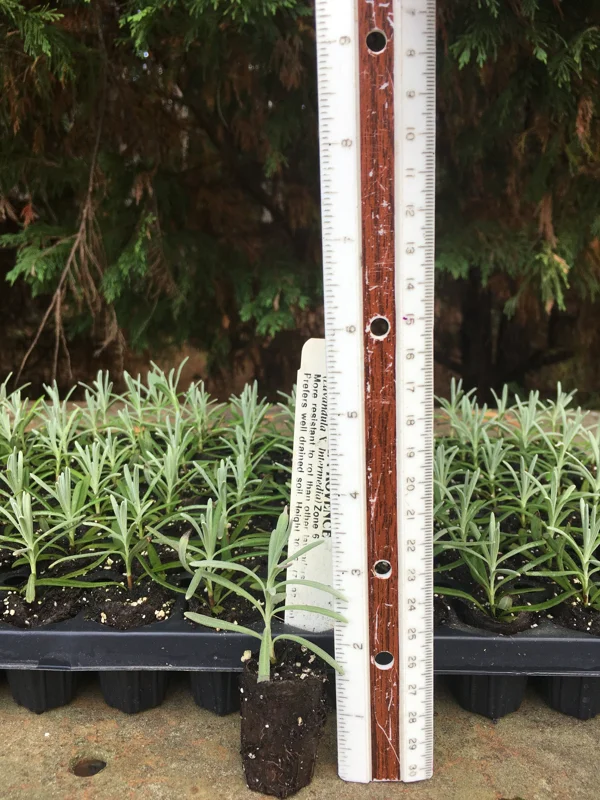 Lavender Live Plants - Well-Rooted Plugs, Aromatic Herb Starter Plants - Image 10