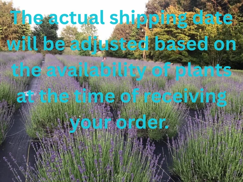 Lavender Live Plants - Well-Rooted Plugs, Aromatic Herb Starter Plants - Image 2