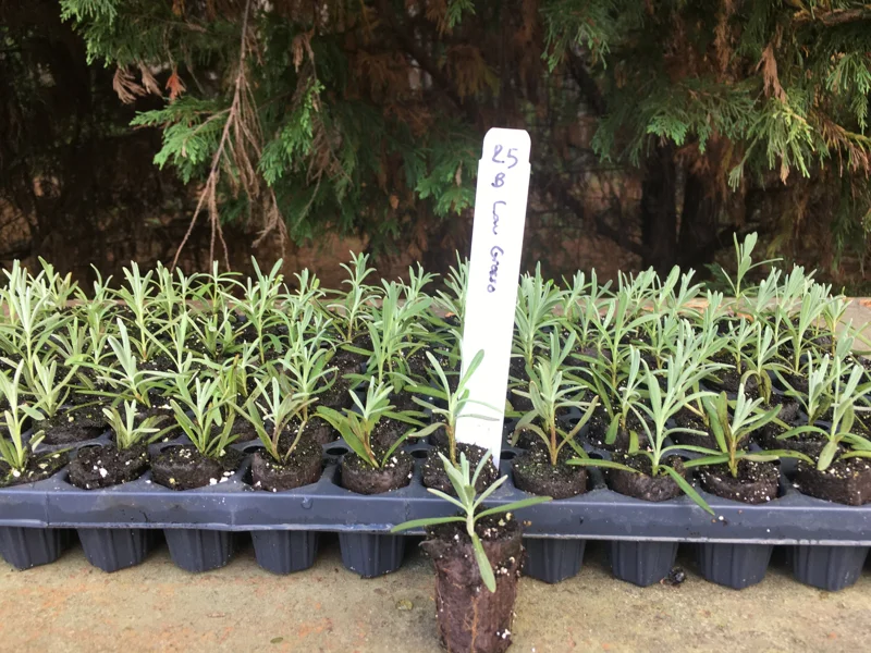 Lavender Live Plants - Well-Rooted Plugs, Aromatic Herb Starter Plants - Image 4