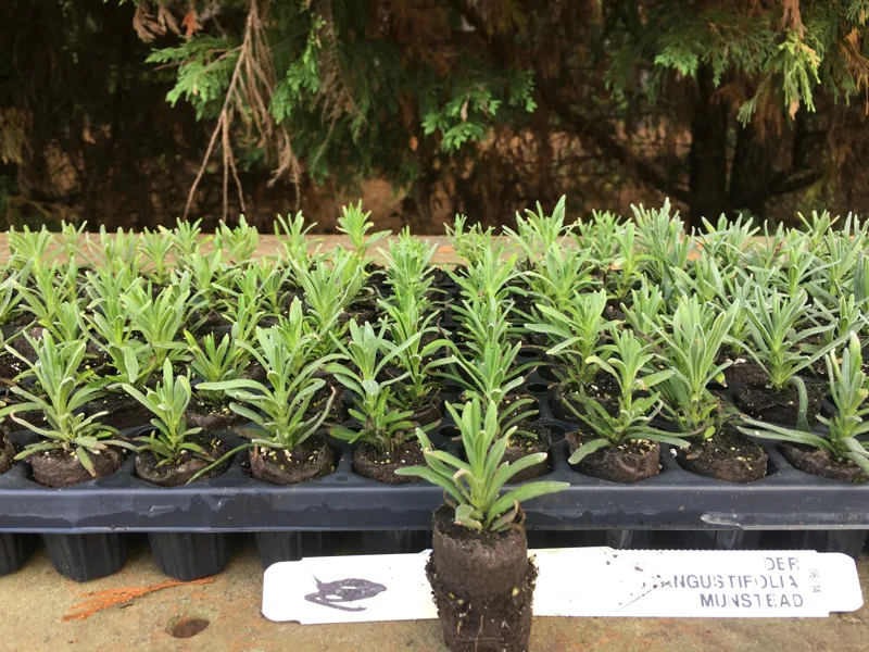 Lavender Live Plants - Well-Rooted Plugs, Aromatic Herb Starter Plants - Image 5