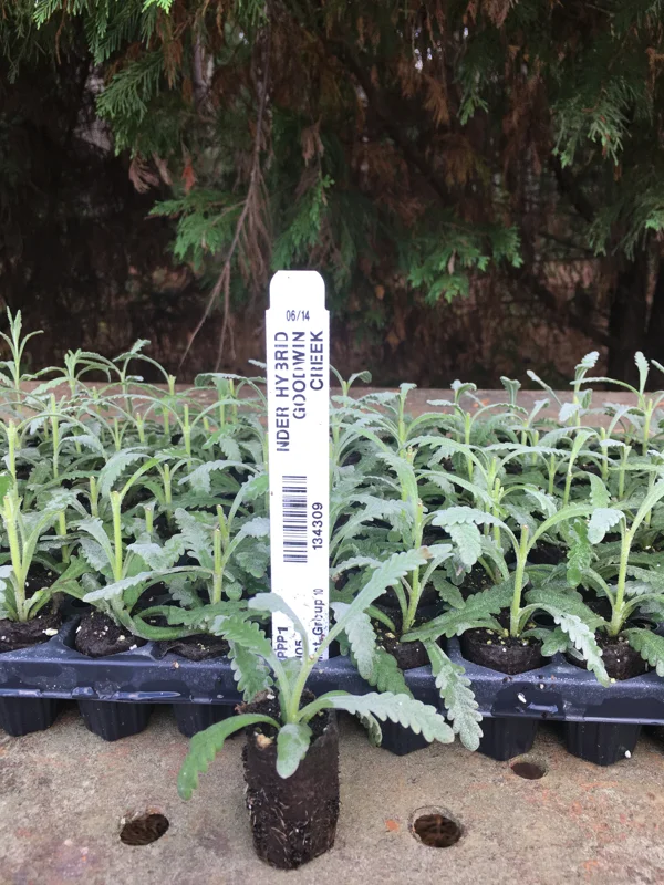 Lavender Live Plants - Well-Rooted Plugs, Aromatic Herb Starter Plants - Image 6