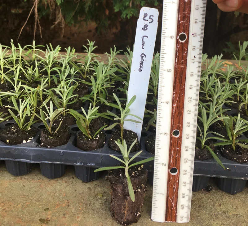 Lavender Live Plants - Well-Rooted Plugs, Aromatic Herb Starter Plants - Image 7