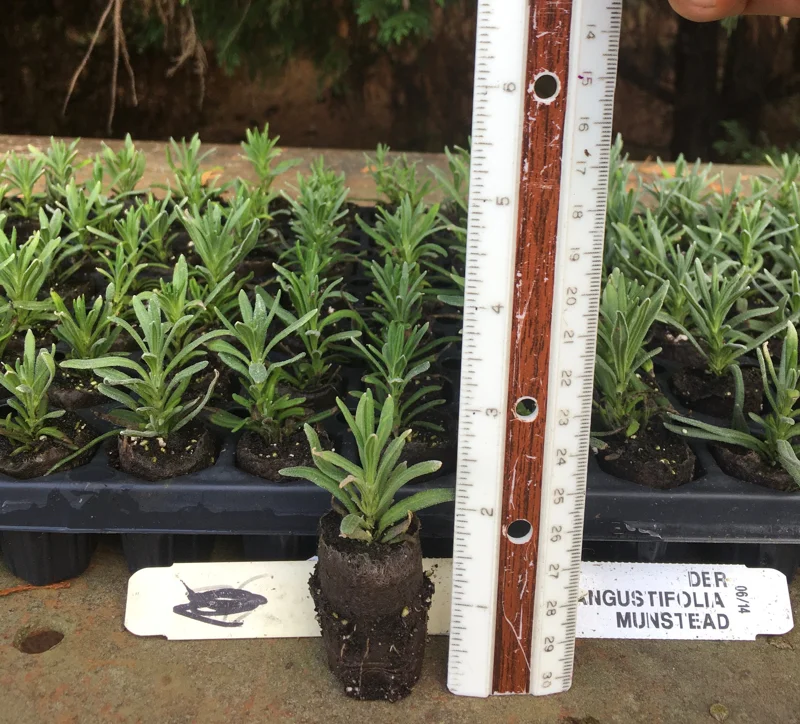 Lavender Live Plants - Well-Rooted Plugs, Aromatic Herb Starter Plants - Image 8