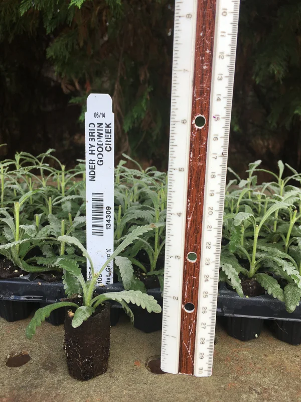 Lavender Live Plants - Well-Rooted Plugs, Aromatic Herb Starter Plants - Image 9