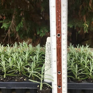 Lavender Live Plants - Well Rooted Starter Plugs - Aromatic Herb - USDA Zones 5-9 - Image 10