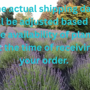 Lavender Live Plants - Well Rooted Starter Plugs - Aromatic Herb - USDA Zones 5-9 - Image 2