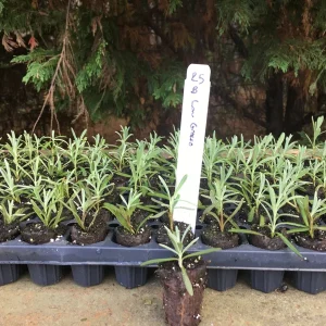 Lavender Live Plants - Well Rooted Starter Plugs - Aromatic Herb - USDA Zones 5-9 - Image 4