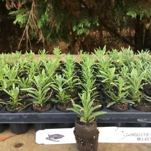 Lavender Live Plants - Well Rooted Starter Plugs - Aromatic Herb - USDA Zones 5-9 - Image 5