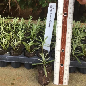Lavender Live Plants - Well Rooted Starter Plugs - Aromatic Herb - USDA Zones 5-9 - Image 7