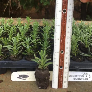 Lavender Live Plants - Well Rooted Starter Plugs - Aromatic Herb - USDA Zones 5-9 - Image 8