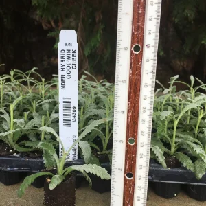 Lavender Live Plants - Well Rooted Starter Plugs - Aromatic Herb - USDA Zones 5-9 - Image 9