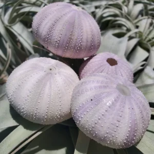Lavender Sea Urchin Shell Air Plant Holder - Coastal Decor 1-3 inch - Image 2