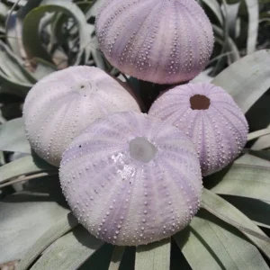 Lavender Sea Urchin Shell Air Plant Holder - Coastal Decor 1-3 inch - Image 3