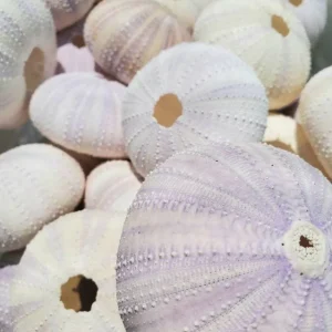 Lavender Sea Urchin Shell Air Plant Holder - Coastal Decor 1-3 inch - Image 4