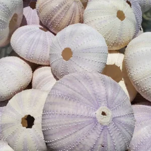 Lavender Sea Urchin Shell Air Plant Holder - Coastal Decor 1-3 inch - Image 5