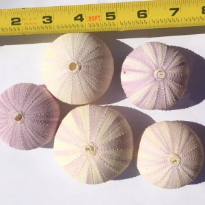 Lavender Sea Urchin Shell Air Plant Holder - Coastal Decor 1-3 inch - Image 6