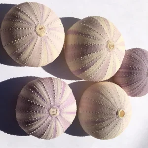 Lavender Sea Urchin Shell Air Plant Holder - Coastal Decor 1-3 inch - Image 7