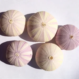 Lavender Sea Urchin Shell Air Plant Holder - Coastal Decor 1-3 inch - Image 8