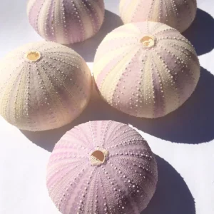 Lavender Sea Urchin Shell Air Plant Holder - Coastal Decor 1-3 inch - Image 9