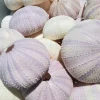 Lavender Sea Urchin Shell Air Plant Holder - Coastal Decor 1-3 inch - Image 1