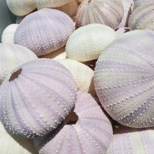 Lavender Sea Urchin Shell Air Plant Holder - Coastal Decor 1-3 inch - Image 1