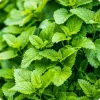 Lemon Balm Live Plant - 4" Pot Fragrant Herb for Tea & Cooking, Perennial - Image 1