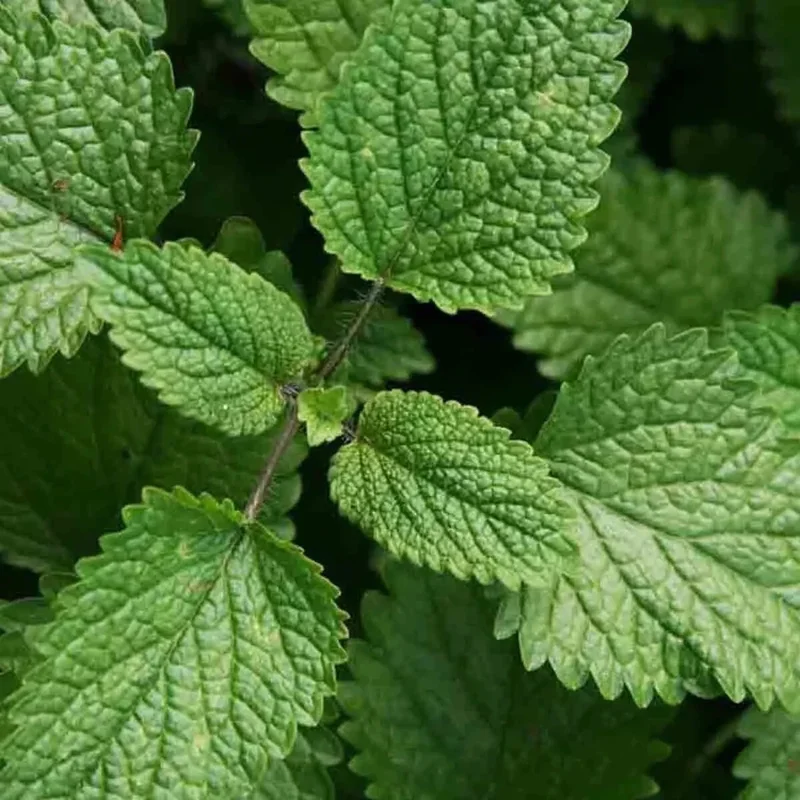 Lemon Balm Seeds - 1500 Non-GMO Perennial Herb Seeds - Mosquito Repellent Plant - Image 2